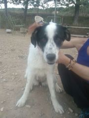 Foto de Shiva
