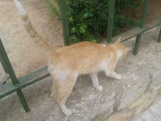 Foto de Canelo