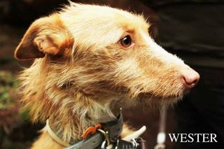 Foto de Wester