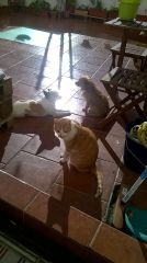 Foto de Pepita