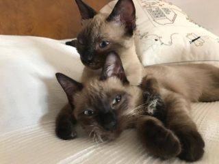 Foto de Fauna (Lui)