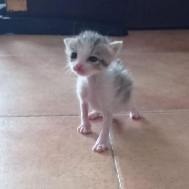 Foto de Pipa (Francisquita)
