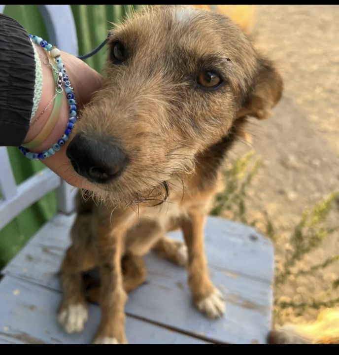 Foto de Lyra