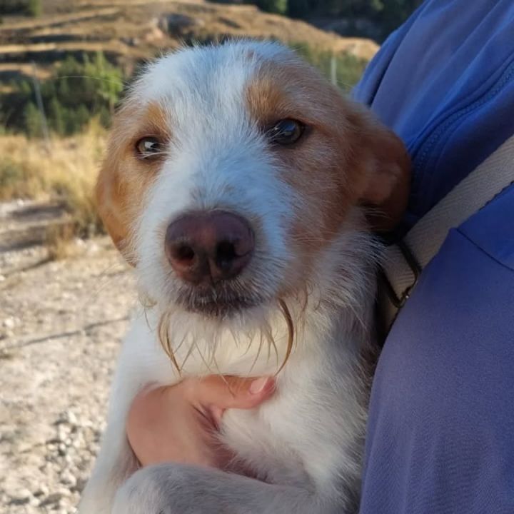 Foto de Miko