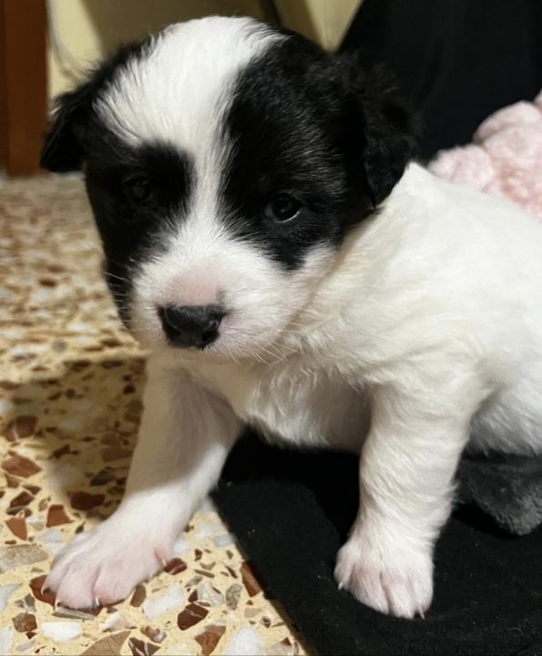 Foto de Hembra (Est)