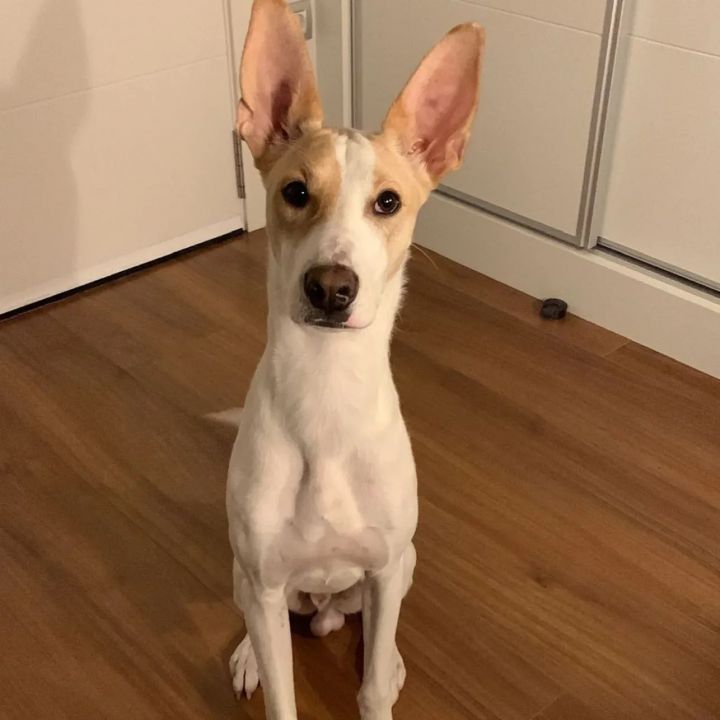 Foto de Milo