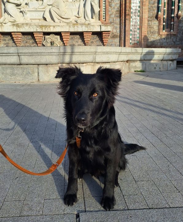 Foto de Blacky (Chico)