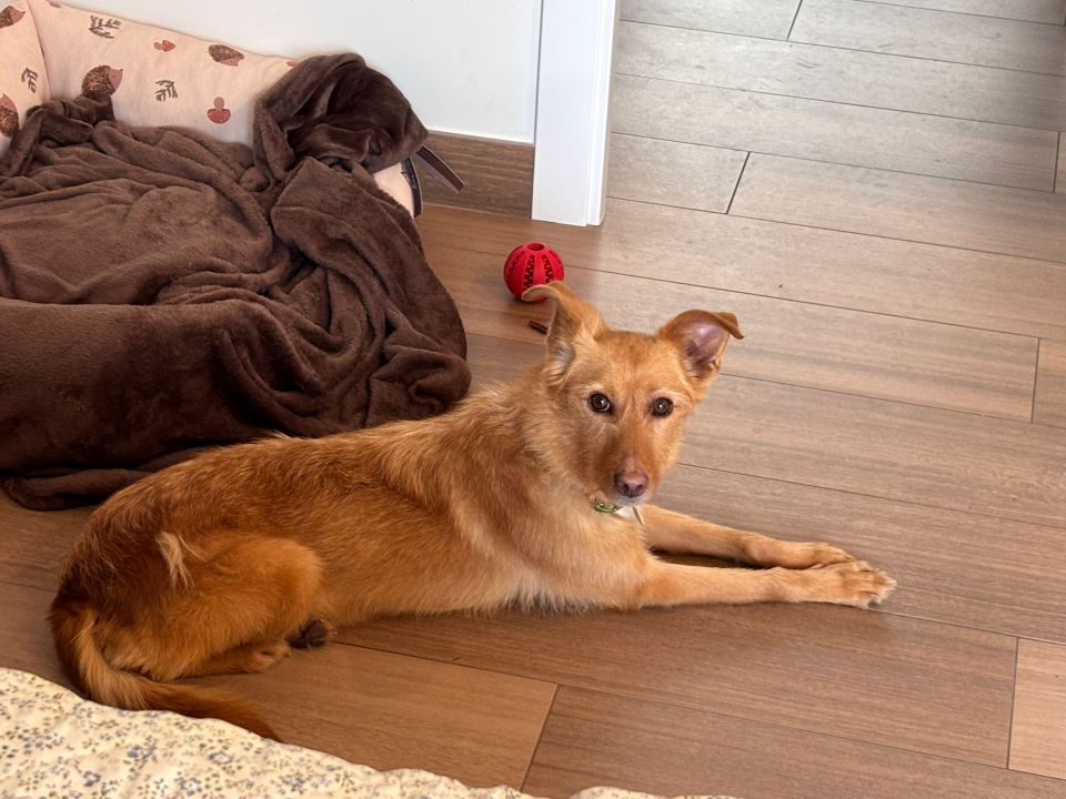 Foto de Camino (Ruta)