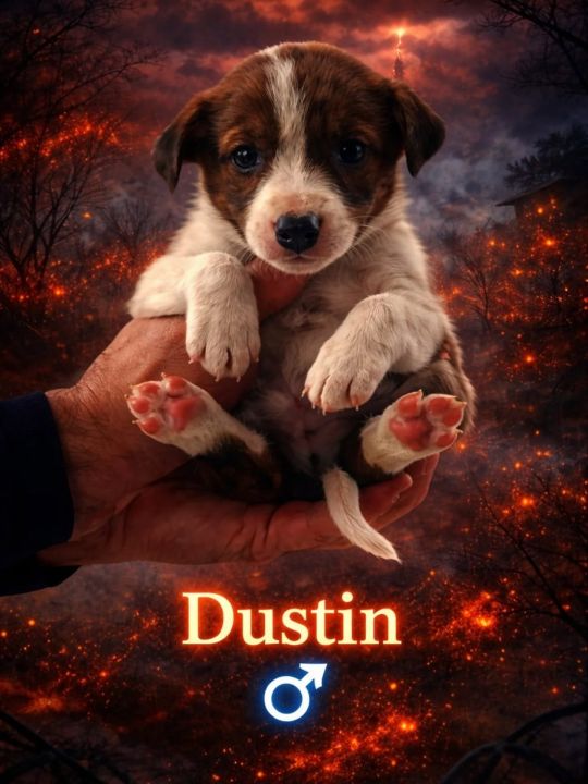 Foto de Ezio (Dustin)