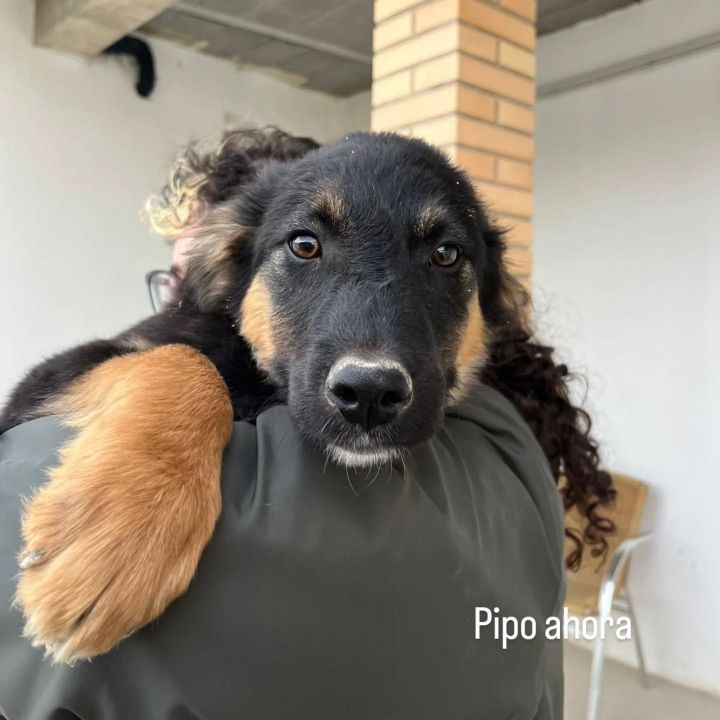 Foto de Pipo