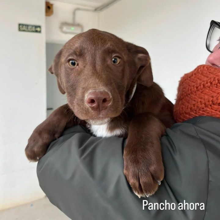 Foto de Pancho