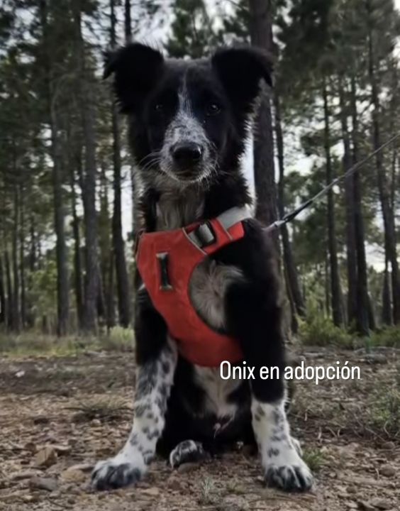 Foto de Onix