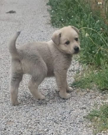 Foto de Churro