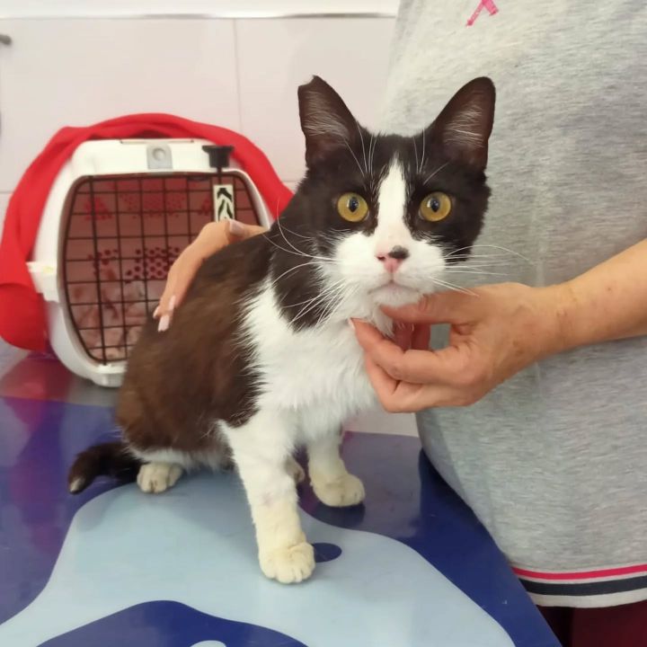 Foto de Oreo (Felipe)