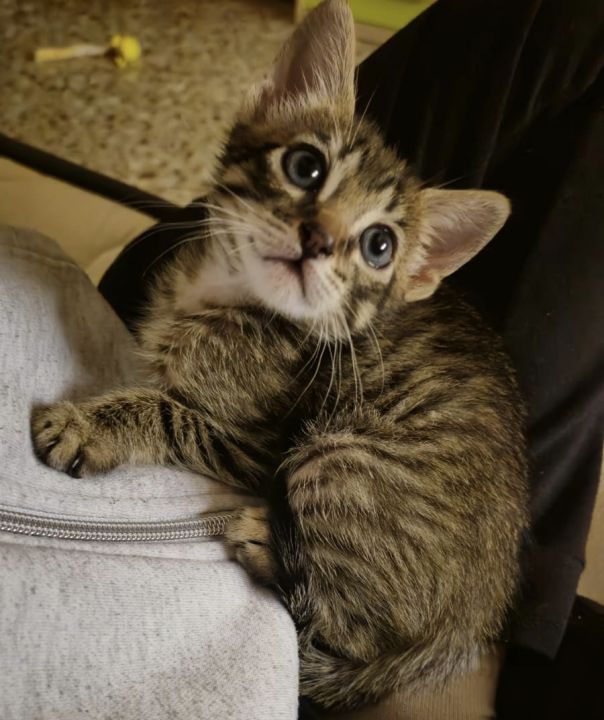 Foto de Bulma (Chip)