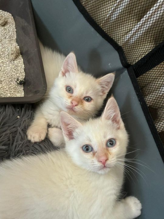 Foto de Neko (antes Onix)
