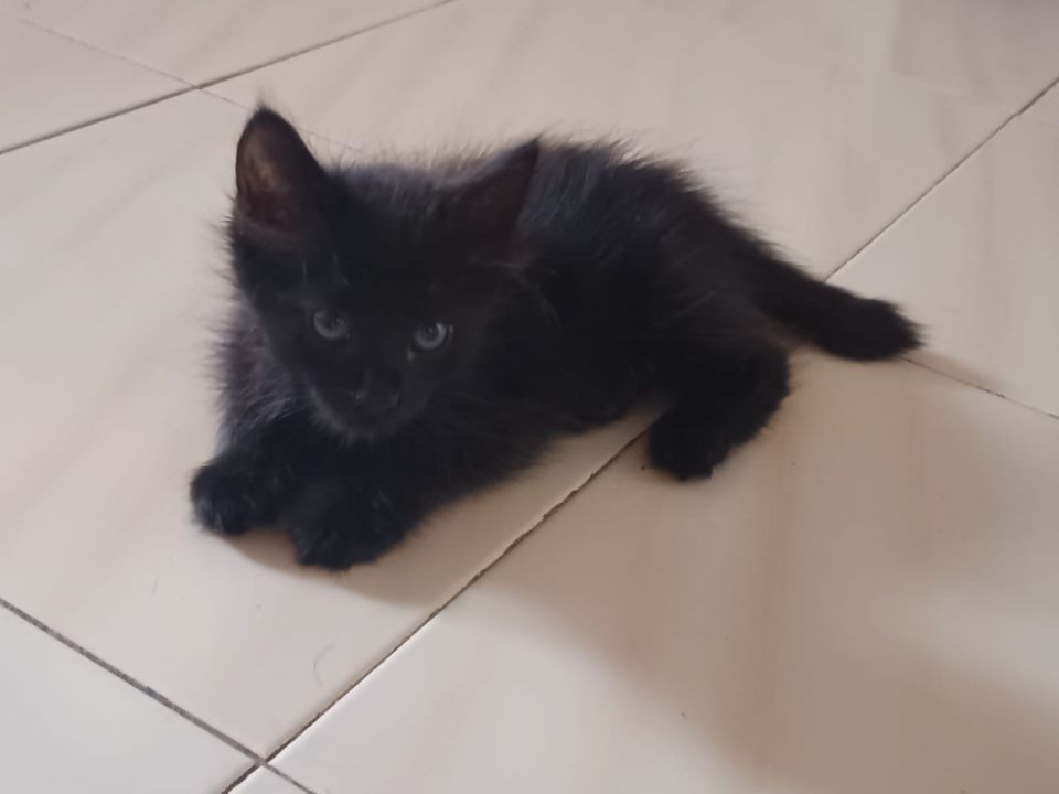 Foto de Marif&eacute; (antes Merka)