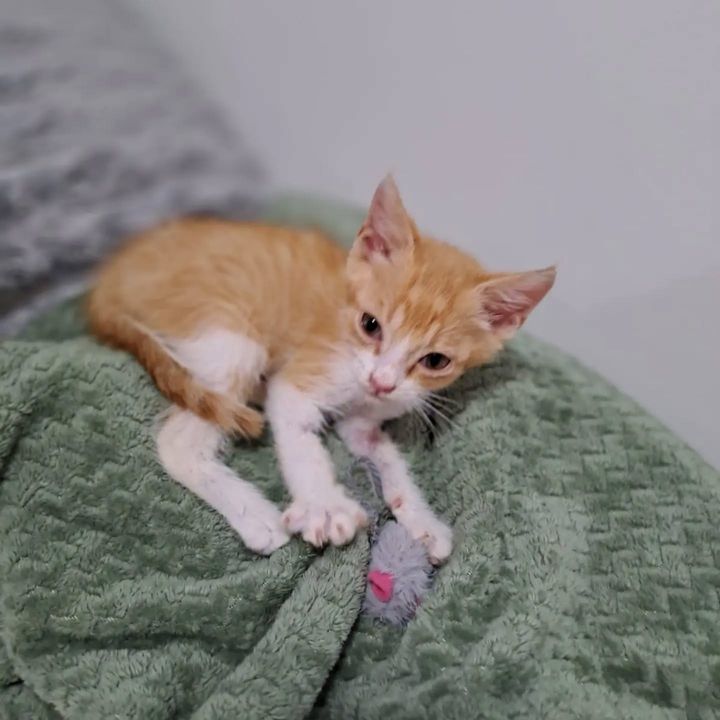 Foto de Felix (Salmonete)