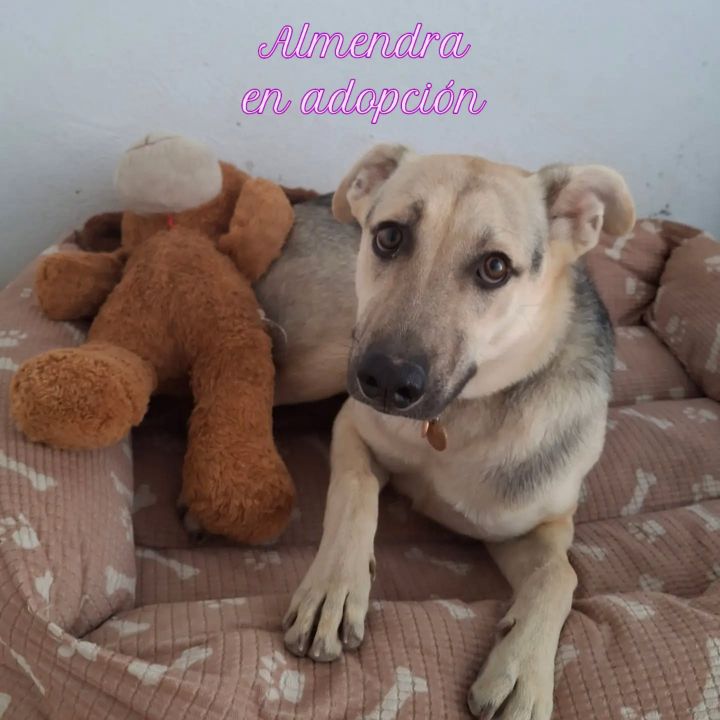 Foto de Almendra