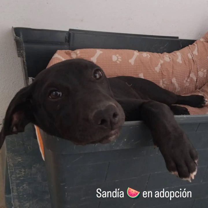 Foto de Sandia