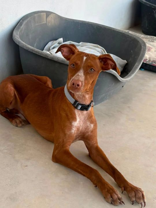 Foto de Fito