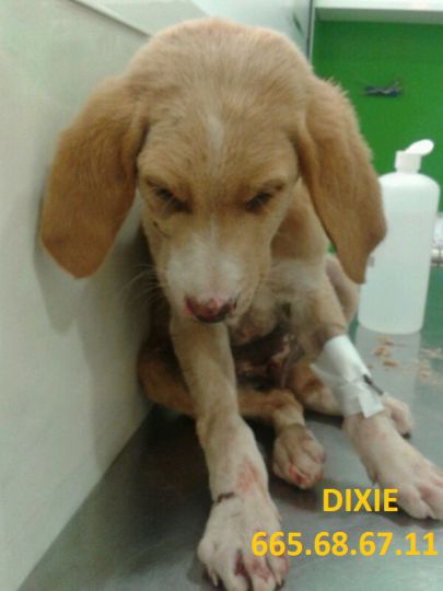 Foto de Dixie (Camel)