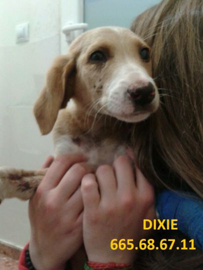 Foto de Dixie (Camel)