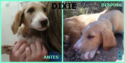 Foto de Dixie (Camel)