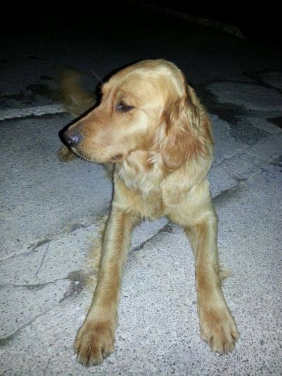 Foto de Golden encontrada