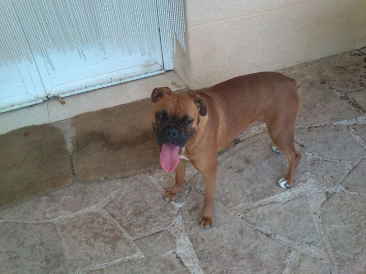 Foto de Boxer encontrada