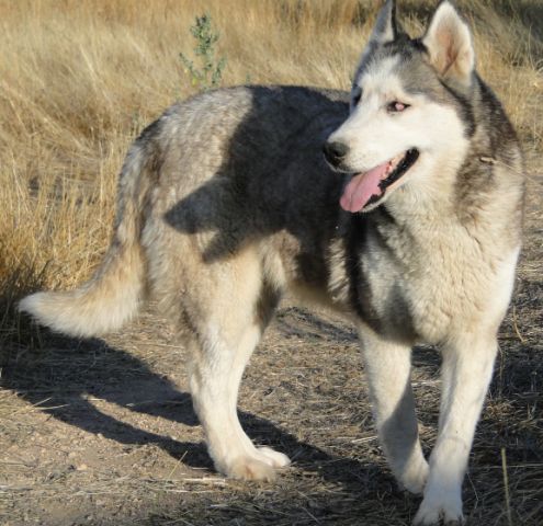 Foto de Loba