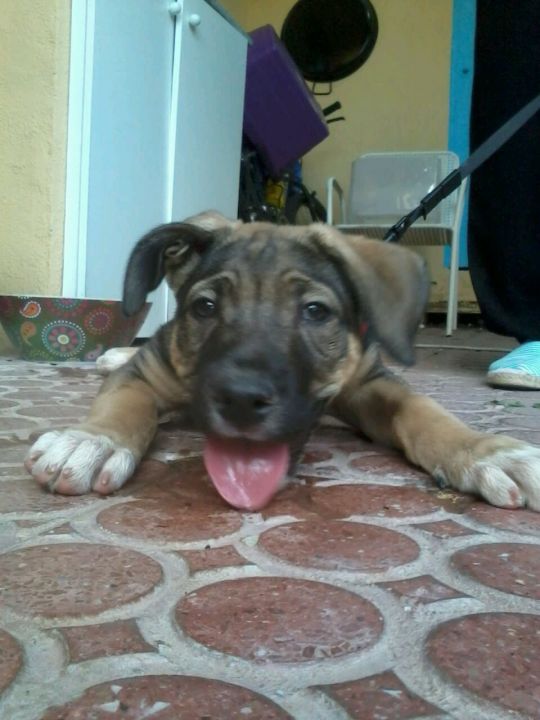 Foto de Peach (Arya)