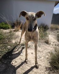 Foto de Tiger (Jacinto)