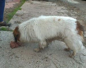 Foto de perro en Utrillas