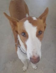 Foto de Lupo