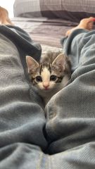 Foto de Ares