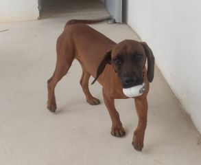 Foto de Choko