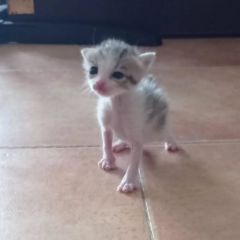 Foto de Pipa (Francisquita)