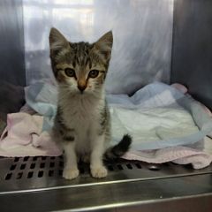 Foto de Gata gasolinera