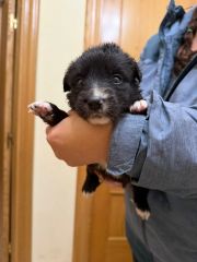 Foto de Hembra 2 (Mo)