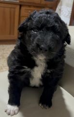 Foto de Hembra (Est)