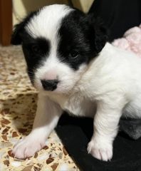 Foto de Hembra (Est)