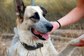 Perro salchicha Perros en adopción, compra venta de accesorios y servicios  para perros en Madrid Provincia