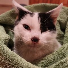 Foto de Amichi (Pinton)