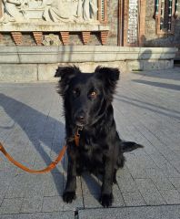 Foto de Blacky (Chico)