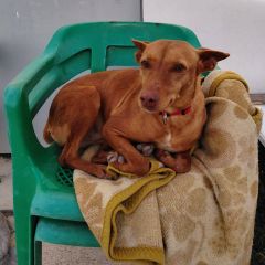 Foto de Kika (Hipo) (Camino)