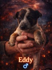 Foto de Cierzo (Eddy)