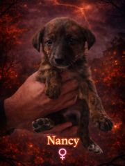 Foto de Gala (Nancy)