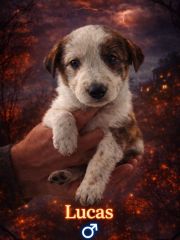 Foto de Mango (Lucas)