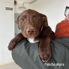 Foto de Pancho